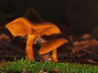 Foto per Autorizzazione per la raccolta dei funghi - Comune di Malles Venosta